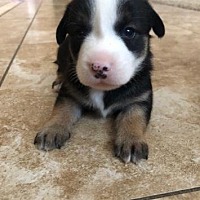 Photo of Puppy Rigby -  So Cal