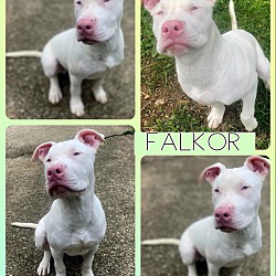 Photo of Falkor