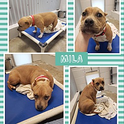 Photo of Mila