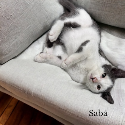 Photo of Saba