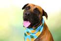 Adopt a Pet :: OLIVER - Ft Lauderdale, FL -  Mastiff Mix
