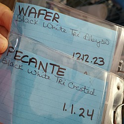 Thumbnail photo of Wafer #4