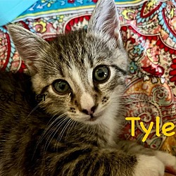 Thumbnail photo of Tyler #4