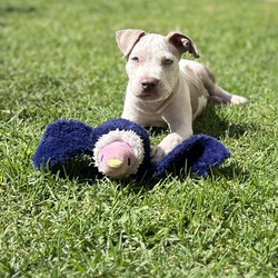 Thumbnail photo of Adonis- *Available 9/28* Chino Hills Location #1