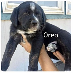 Thumbnail photo of Oreo ***RESCUE CENTER*** #3