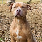 Adopt A Pet :: Eros - Versailles, KY