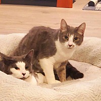 adopt a pet