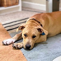 adopt a pet