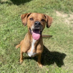 Boxer Ridgeback Rescue Dogs Leesburg, FL - Boxer/Rhodesian Ridgeback. Meet Jake a Pet for Adoption ...