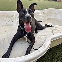ANDERSON - Australian Cattle Dog / American Pit Bull Terrier available for adoption