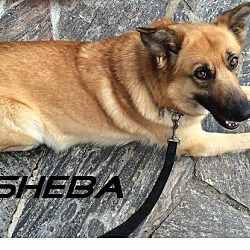 Thumbnail photo of Sheba - Adopted November 2016 #2