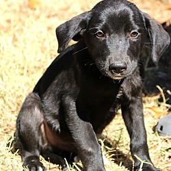 Thumbnail photo of Lomax~Adopted! #3