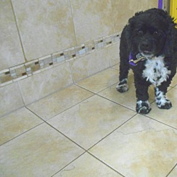 Thumbnail photo of Bella -Adopted! #2