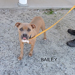 Thumbnail photo of Bailey #1