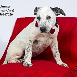 Thumbnail photo of Gunner  (Foster Care) #1