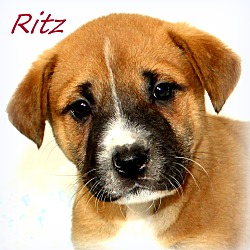 Thumbnail photo of Ritz~adopted! #1
