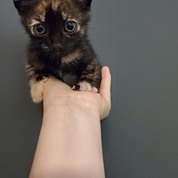 Thumbnail photo of Tortie #3