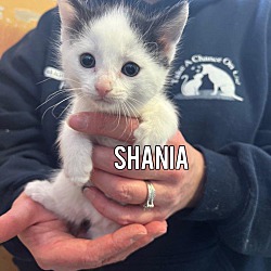 Photo of Shania