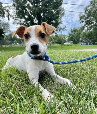 Davenport, IA - Mixed Breed (Small). Meet Spike a Pet for Adoption ...