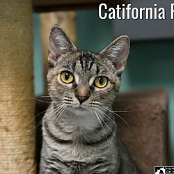 Thumbnail photo of Catifornia Roll #3