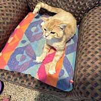 adopt a pet