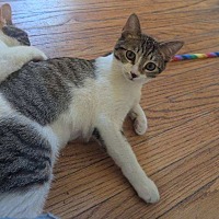 adopt a pet