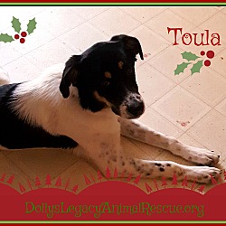 Thumbnail photo of TOULA #3