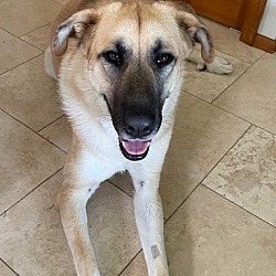 Thumbnail photo of Dixie - ADOPTED! #4