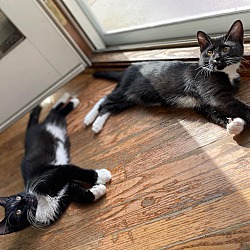 Thumbnail photo of Sox (m) and Oreo (m) #2