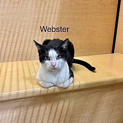 Thumbnail photo of Webster #3