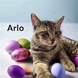Photo of Arlo