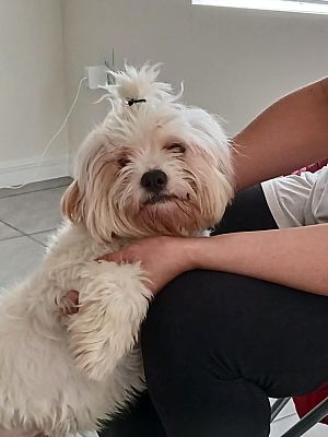 Tampa, FL - Shih Tzu. Meet Clyde a Pet for Adoption - AdoptaPet.com