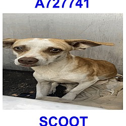 Thumbnail photo of Scoot #1