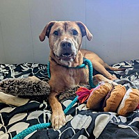 adopt a pet