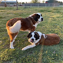 bonded pet photo