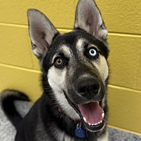 adopt a pet
