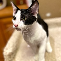 adopt a pet