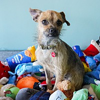 adopt a pet
