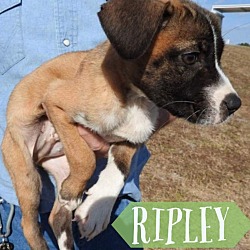 Thumbnail photo of Ripley #2