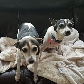 rat terrier plush animal