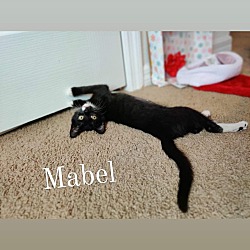 Thumbnail photo of Mabel #2