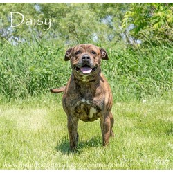 Photo of DAISY