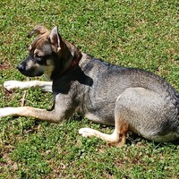 adopt-pet