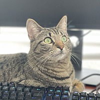 adopt a pet