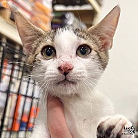 adopt a pet