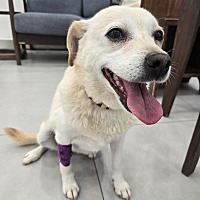 adopt-pet