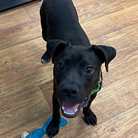 adopt a pet
