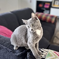 adopt a pet