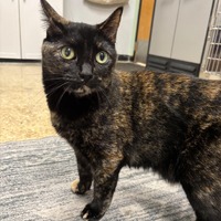 adopt-pet