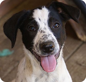 Syracuse Ny Dalmatian Meet Heart A Pet For Adoption